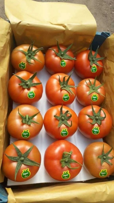 فروش گوجه فرنگی