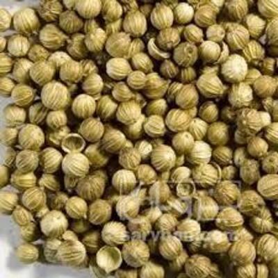 فروش تخم گشنیز (گیاه‌ دارویی)