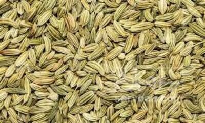 فروش رازیانه (گیاه‌ دارویی)