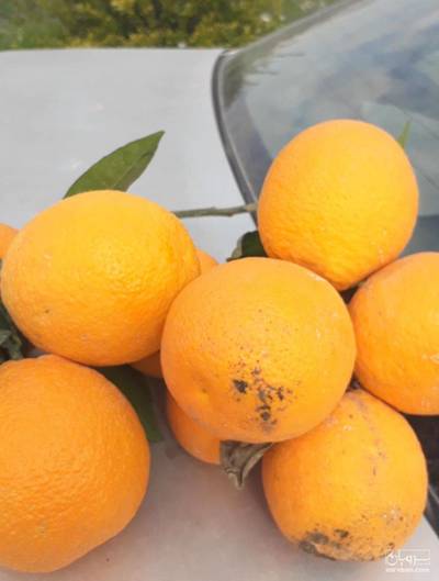 فروش پرتقال والنسیا