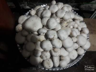 فروش قارچ دکمه ای
