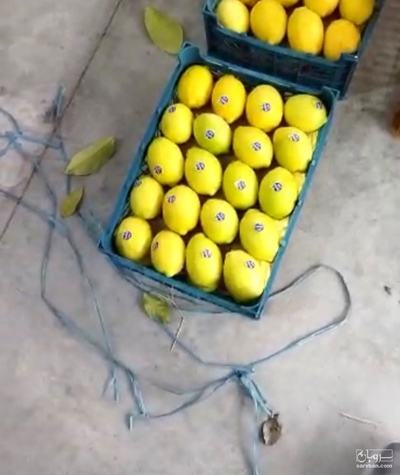 فروش لیمو سنگی