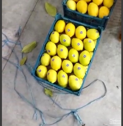 فروش لیمو سنگی