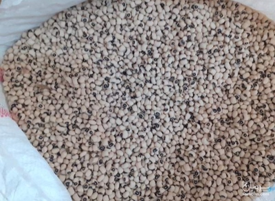 فروش لوبیا چشم بلبلی