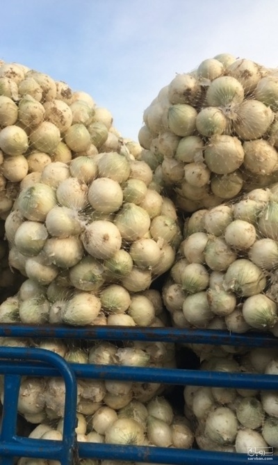 فروش پیاز