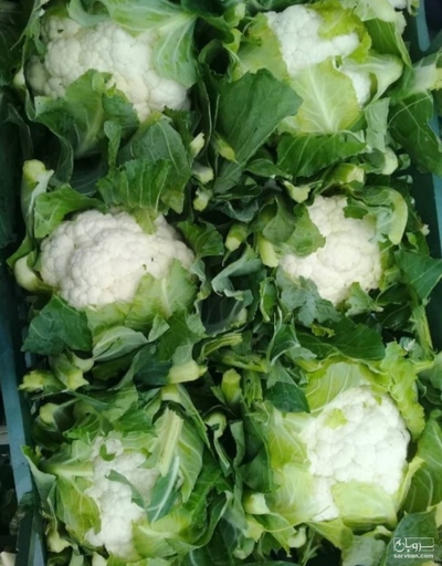 فروش گل کلم