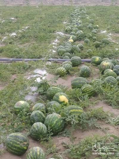 فروش هندوانه گرد