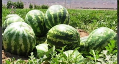 فروش هندوانه