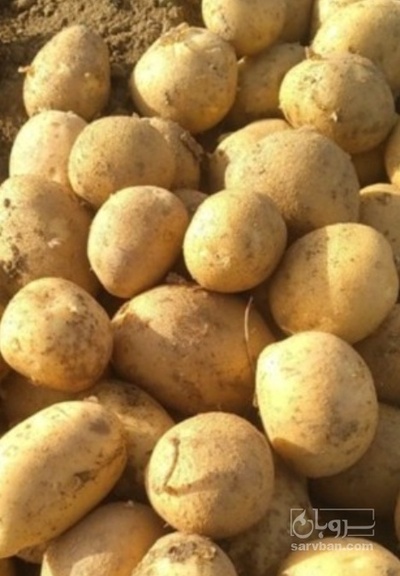 فروش سیب زمینی اگریا