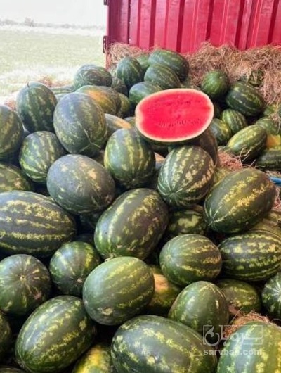 فروش هندوانه بیضی