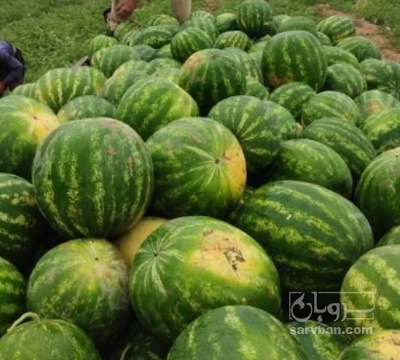 فروش هندوانه گرد