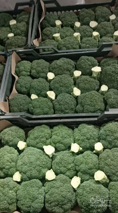 فروش کلم بروکلی