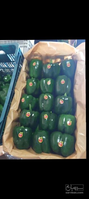 فروش فلفل دلمه ای