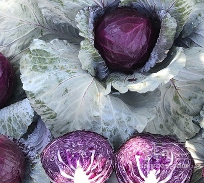 فروش کلم برگی قرمز