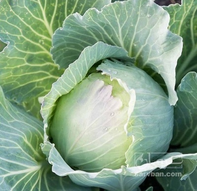 فروش کلم برگی سفید