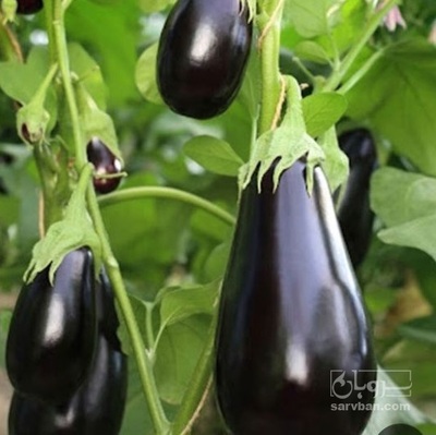 فروش بادمجان