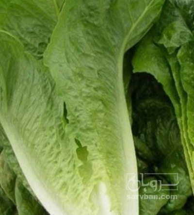 فروش کاهو ایرانی - رومانو