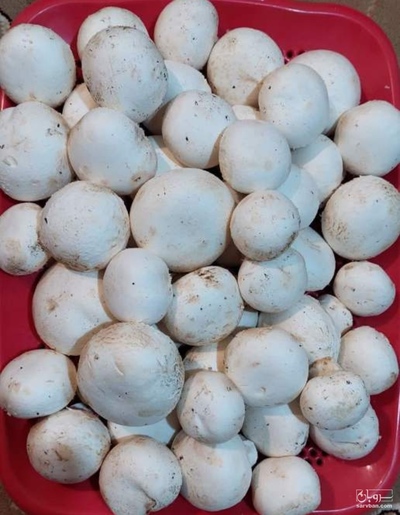 فروش قارچ دکمه ای