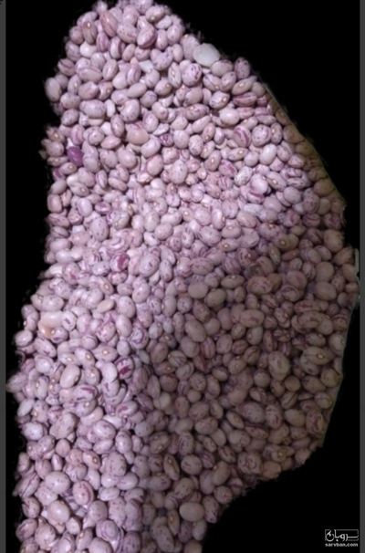 فروش لوبیا چیتی