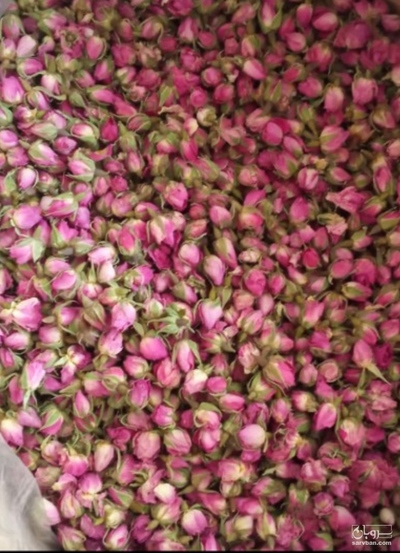 فروش غنچه گل محمدی