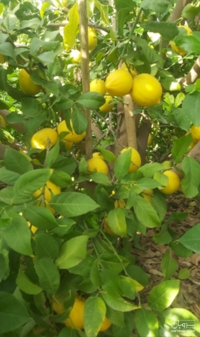 فروش لیمو سنگی