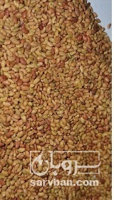 فروش بذر یونجه نیکشهری