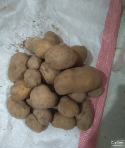 فروش سیب زمینی