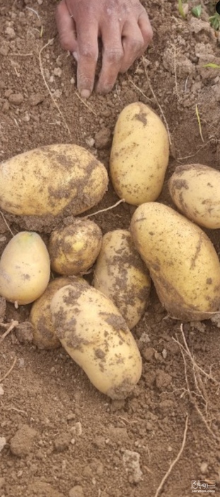 فروش سیب زمینی