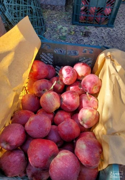 فروش سیب