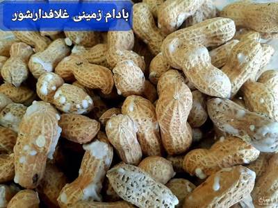 فروش بادام زمینی غلافدار شور