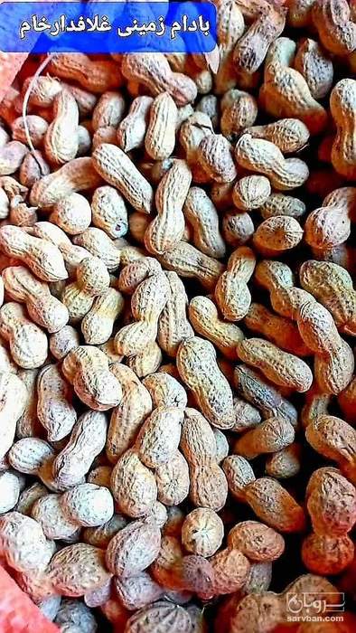 فروش بادام زمینی غلافدار خام