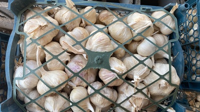 فروش سیر سفید