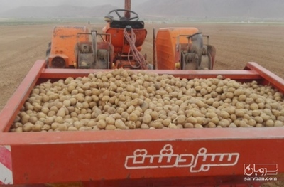 فروش سیب زمینی  بذری
