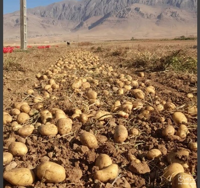 فروش سیب زمینی