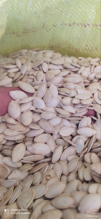 فروش تخمه  کدو بو داده