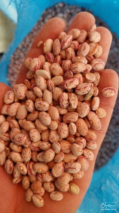 فروش لوبیا چیتی
