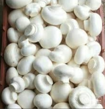 فروش قارچ دکمه ای