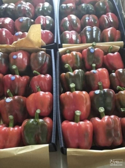 فروش فلفل دلمه ای