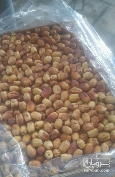 فروش خرما