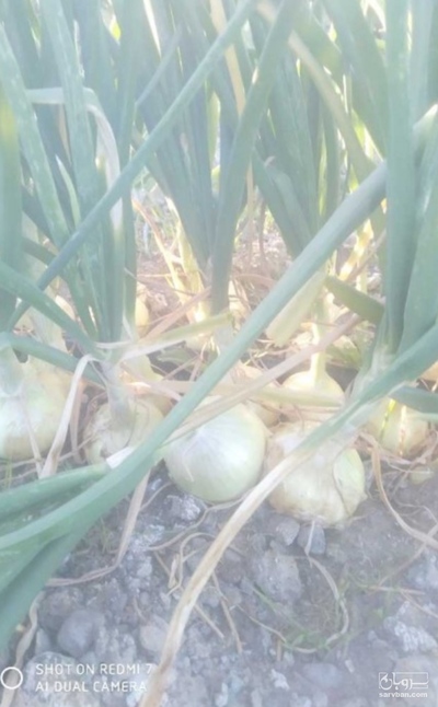فروش پیاز