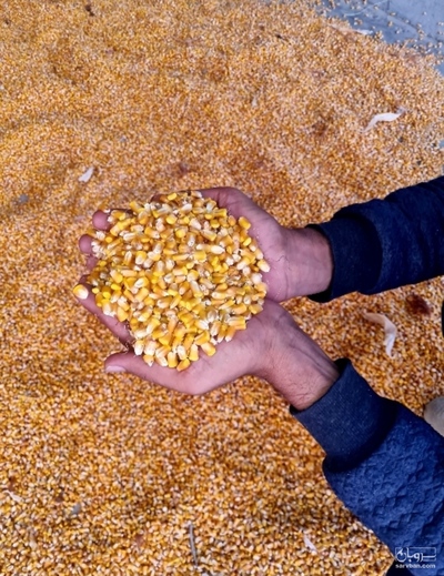 فروش ذرت