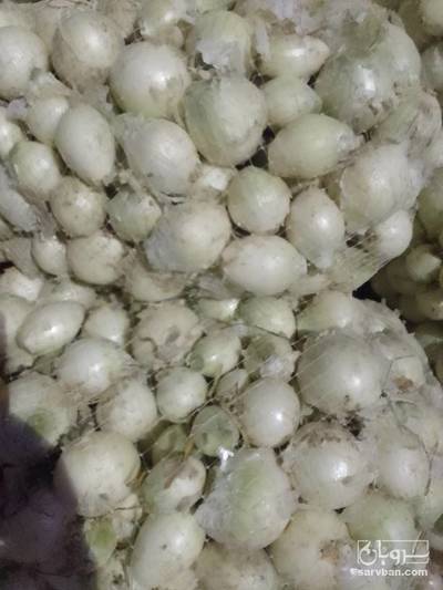 فروش پیاز سفید