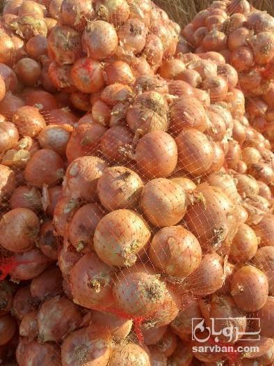 فروش پیاز زرد
