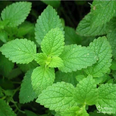 فروش عرق نعنا