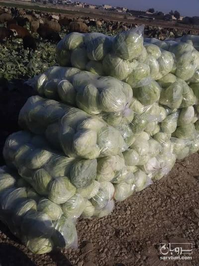 فروش کلم برگی سفید