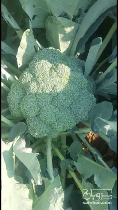 فروش کلم بروکلی