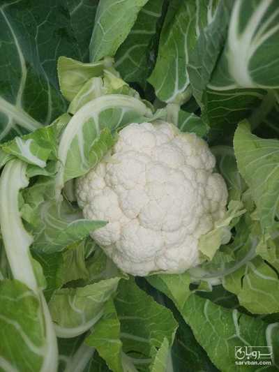 فروش گل کلم