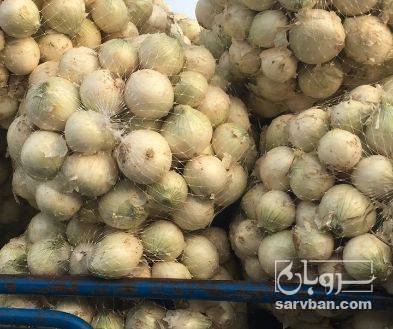 فروش پیاز سفید