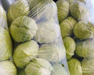 فروش کلم برگی سفید