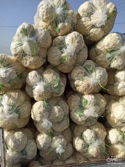 فروش گل کلم